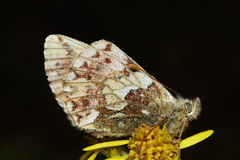 Boloria napaea