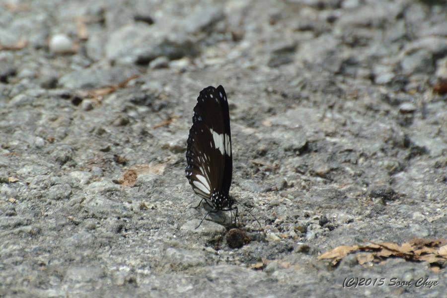 Magpie Crow (Butterflies of Negeri Sembilan (Malaysia)) · iNaturalist
