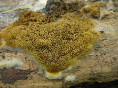 Hydnomerulius pinastri