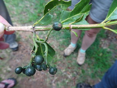 Emmenosperma pancherianum