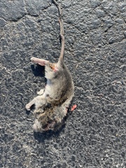 Rattus rattus