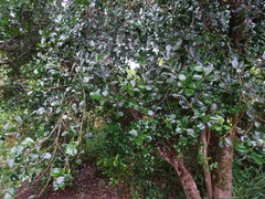 Emmenosperma pancherianum