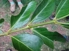 Emmenosperma pancherianum