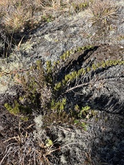 Coprosma ernodeoides