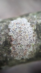 Arthonia radiata
