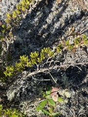 Coprosma ernodeoides