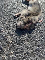 Rattus rattus