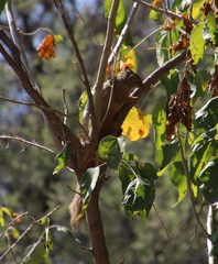 Paraxerus cepapi cepapi