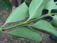 Emmenosperma pancherianum