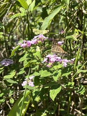 Hylephila phyleus