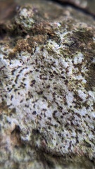 Arthonia didyma