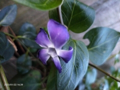 Vinca major