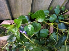 Vinca major
