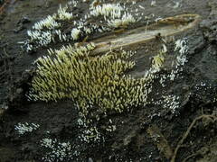 Mucronella