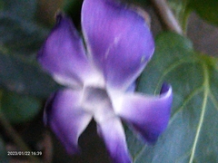 Vinca major
