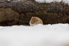 Clethrionomys glareolus