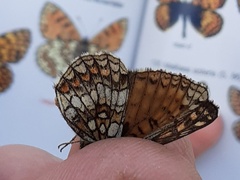 Melitaea