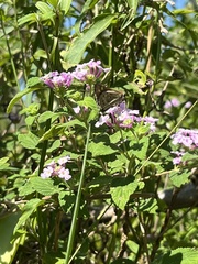Hylephila phyleus