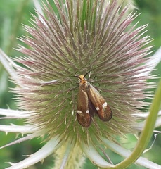 Adelidae