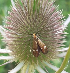 Adelidae