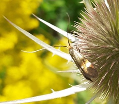 Adelidae