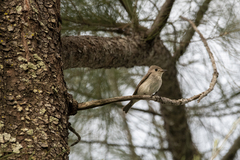 Muscicapa dauurica