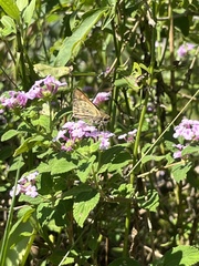 Hylephila phyleus