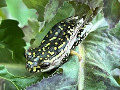 Hyperolius marmoratus marmoratus