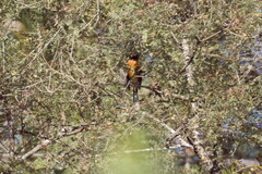 Icterus graduacauda