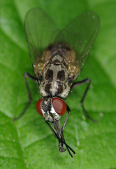 Limnophora tigrina