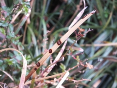 Colletotrichum liriopes