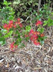 Metrosideros carminea