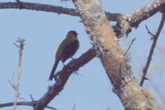 Icterus graduacauda