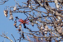 Saucerottia beryllina