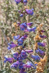 Penstemon spectabilis