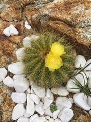 Parodia warasii