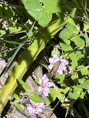 Hylephila phyleus