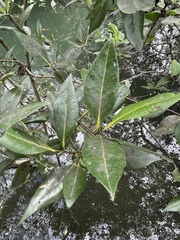 Avicennia
