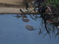 Caiman crocodilus