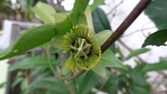 Passiflora sexocellata