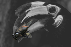 Cicadoidea