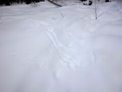 Haliaeetus albicilla