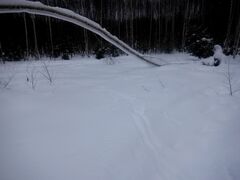 Haliaeetus albicilla