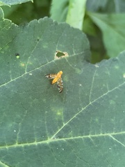 Strauzia longipennis