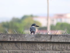 Megaceryle torquata