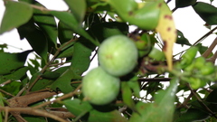 Passiflora sexocellata