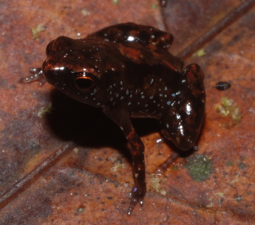 Paedophryne observed 2009-08-07