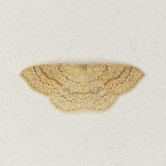 Cyclophora dataria