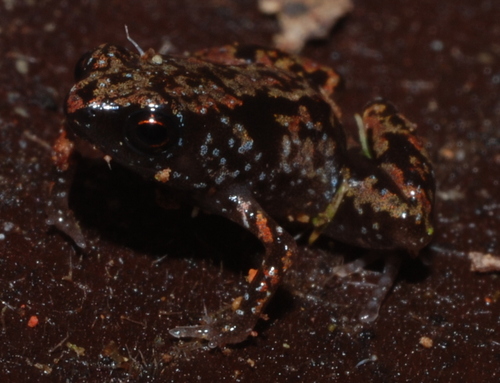 Paedophryne observed 2009-08-07