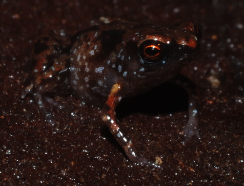 Paedophryne observed 2009-08-12